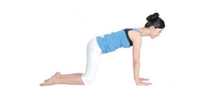 貓伸展式緊急塑腰