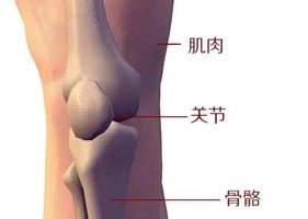 運動解剖學在瑜伽練習中的作用
