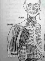 瑜伽中的人體胸部肌肉詳解與放鬆