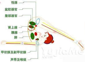 詳解8種瑜伽體位刺激哪些身體器官