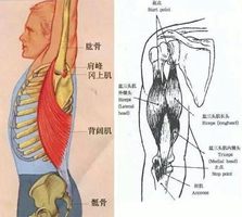 瑜伽後彎練習，這樣做開肩最有效