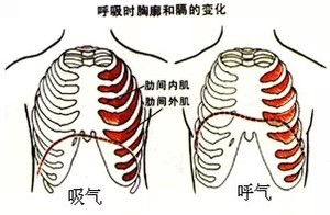 瑜伽呼吸之胸式呼吸、腹式呼吸